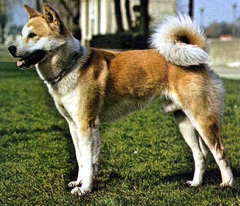 Hunderasse Akita Inu