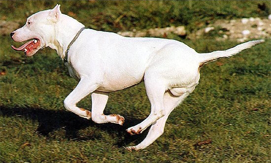 Hunderasse: Argentinische Dogge