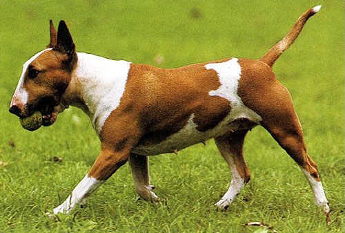 wie gefahrlich ist ein bullterrier