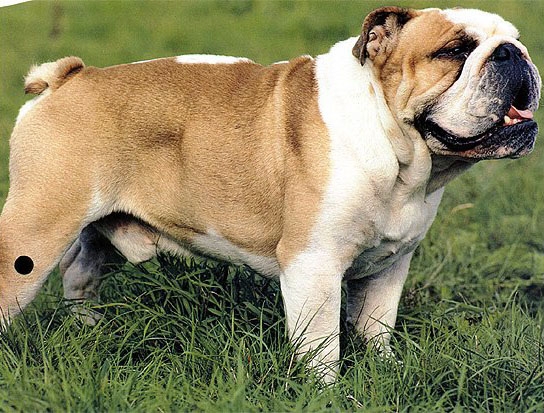 Hunderasse: Englische Bulldogge