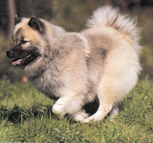 Featured image of post Chow Chow Hund Charakter